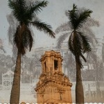Two Palm Trees - click on image to download high resolution photos (easy login required)